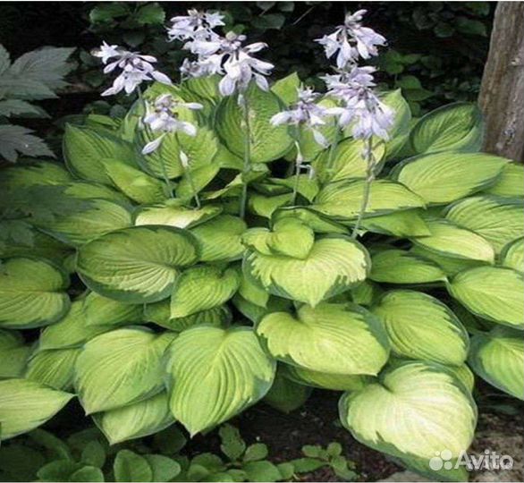 Хосты сортовые. Многолетние цветы для Сибири