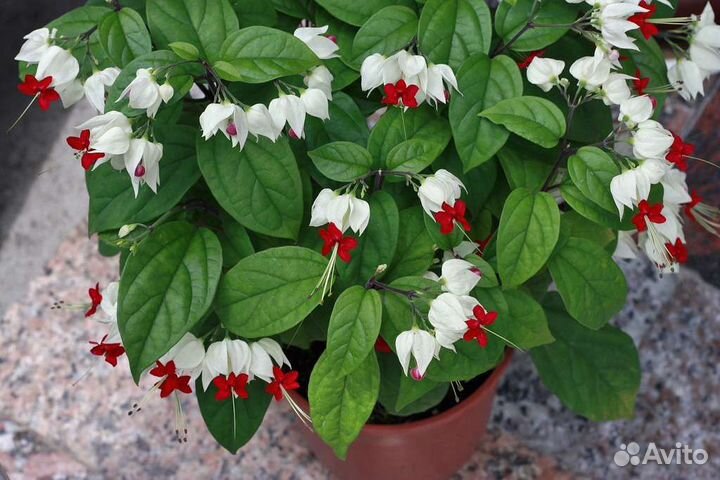 Клеродендрум Томпсон