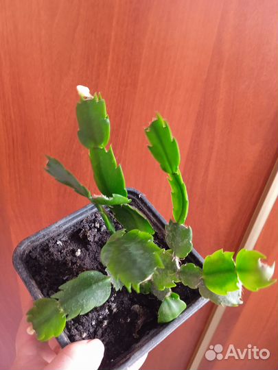 Комнатные цветы