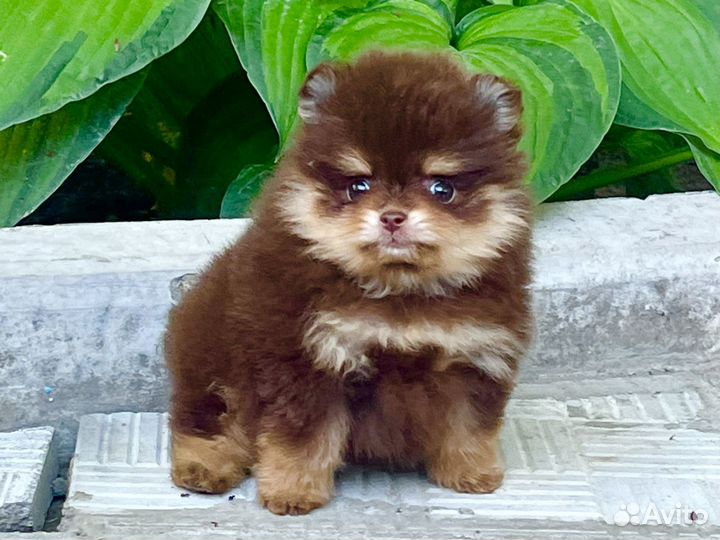 Великолепная шоко девочка. Мини Мишка