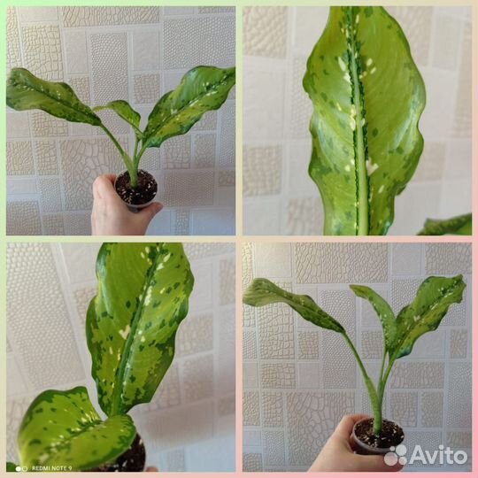 Диффенбахии сортовые