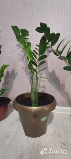 Замиокулькас