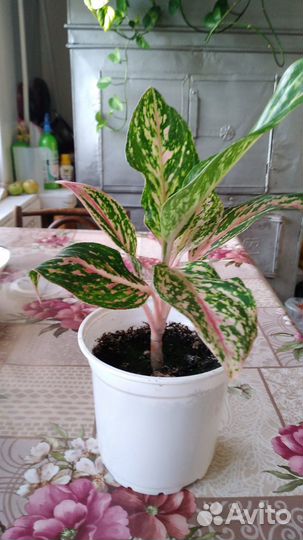Аглаонема розовая