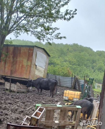 Корова дойная с теленком