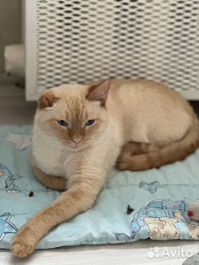 Котик Абрикос ищет дом