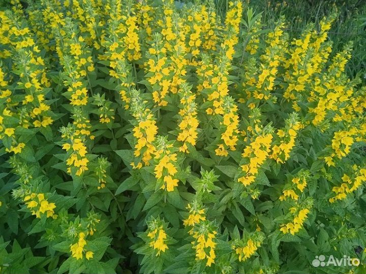 Вербейник точечный, многолетник