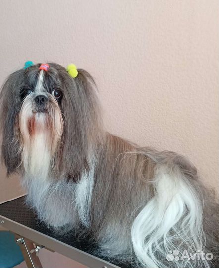 Стрижка собак и кошек