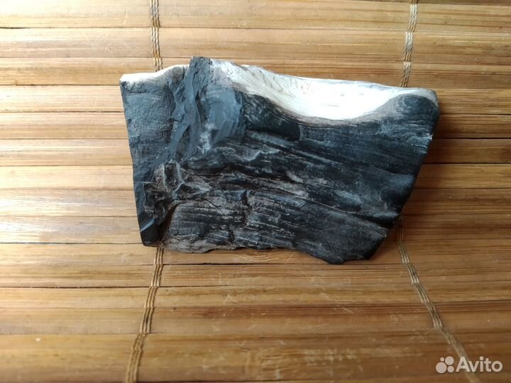 Окаменелое дерево минерал окаменелость