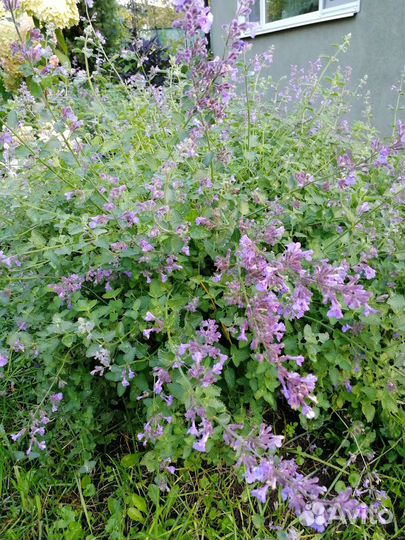 Котовник фассена