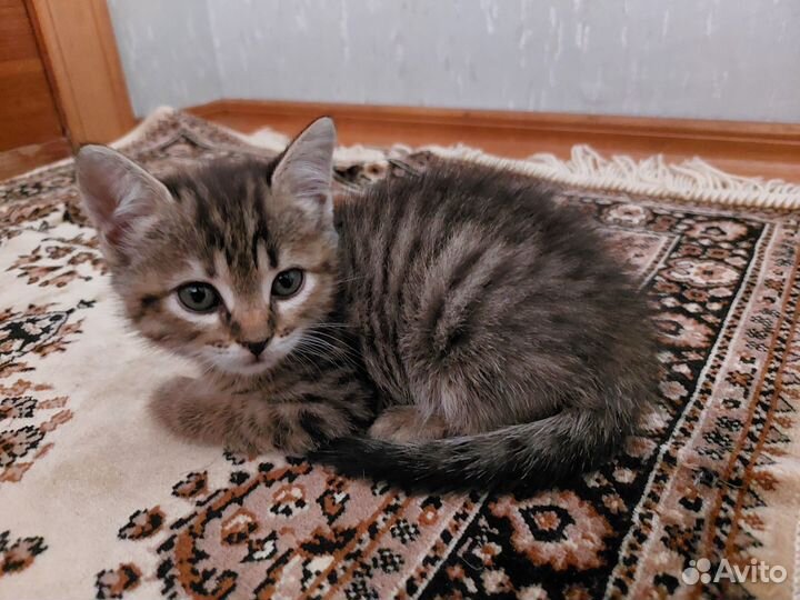 Котята кошечки дикого раскраса в добрые руки