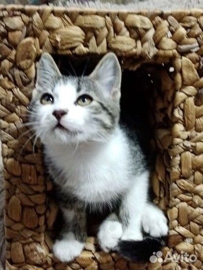 Котенок