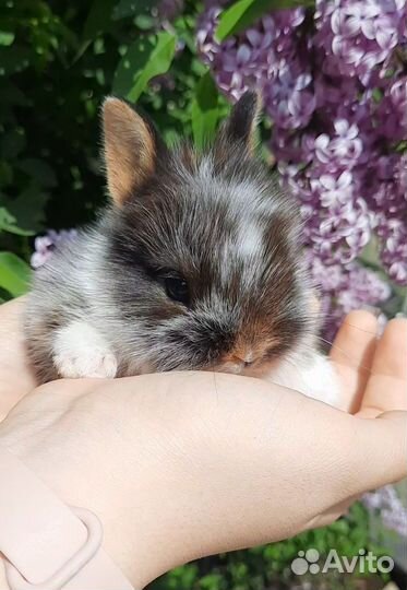 Карликовые крольчата