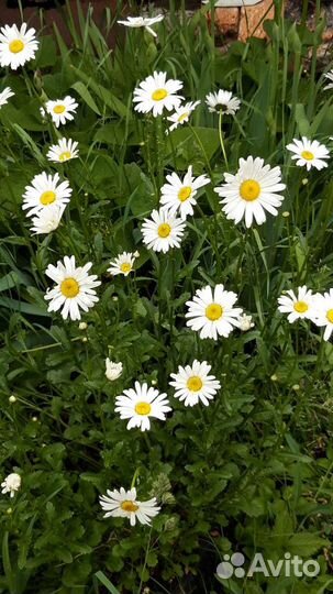 Цветы для сада - Ромашка-Нивяник