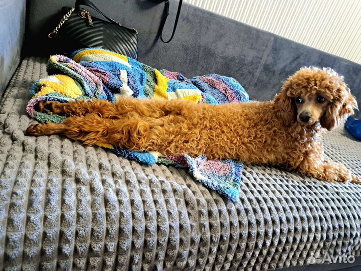 Вязка собак