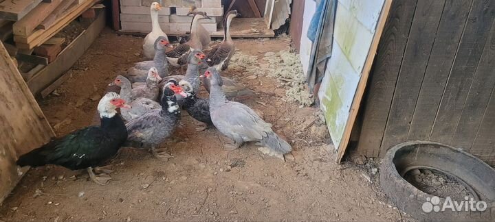 Куриные гусиные уточные яйца и куропатки яйца