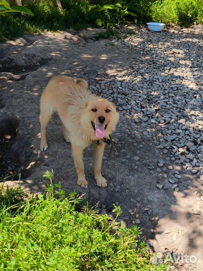 Собака из приюта в дар