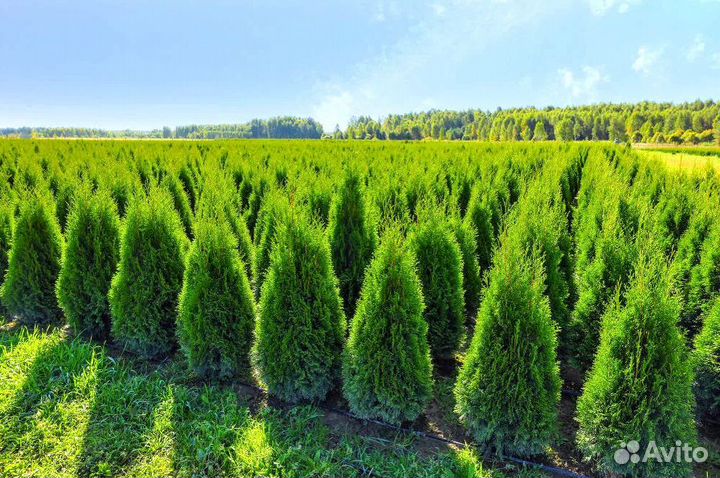 Туи брабант