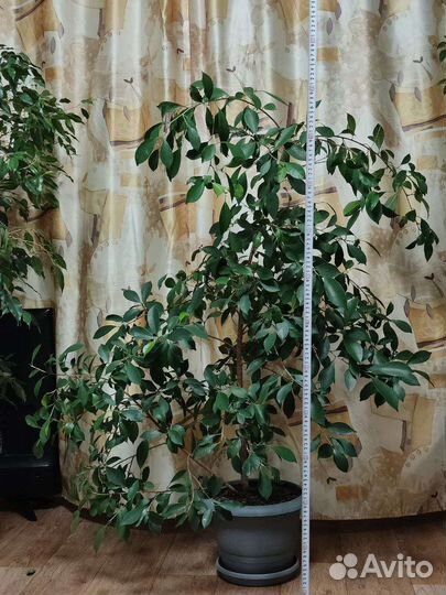 Фикус бенджамина большой