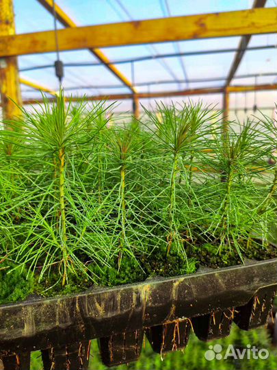 Сеянцы сосны и ели зкс