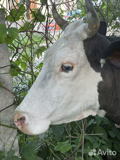 Корова дойная