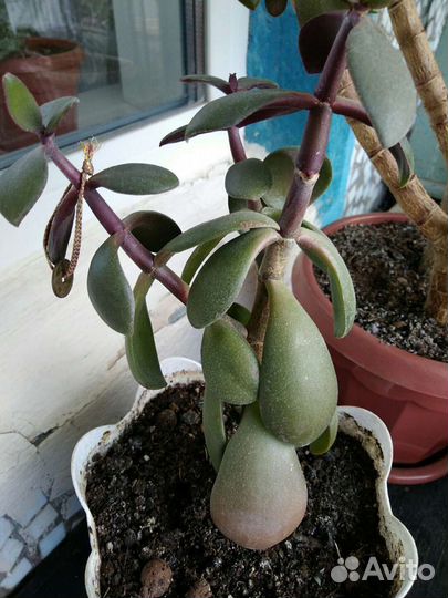 Комнатные цветы и растения