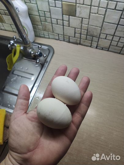 Домашние куриные яйца