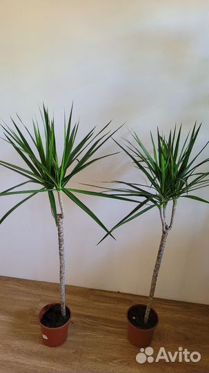 Драцена маргината