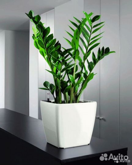 Замиокулькас (Долларовое дерево) отростки