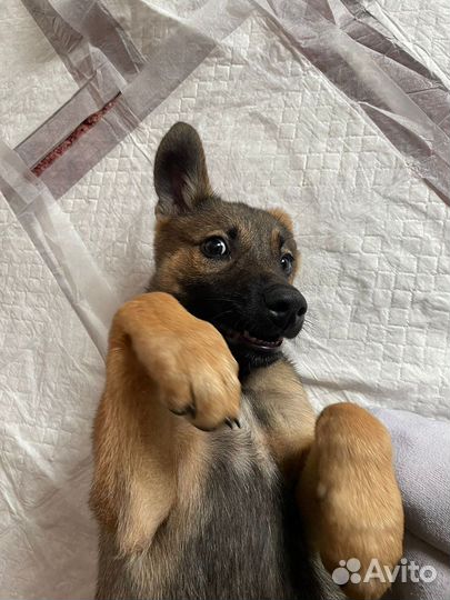 Собака в добрые руки щенок
