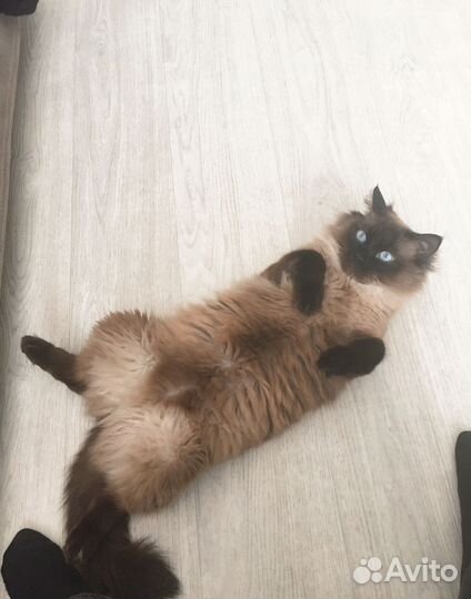 Отдам кота в добрые руки