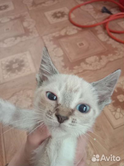 Котята в хорошие руки