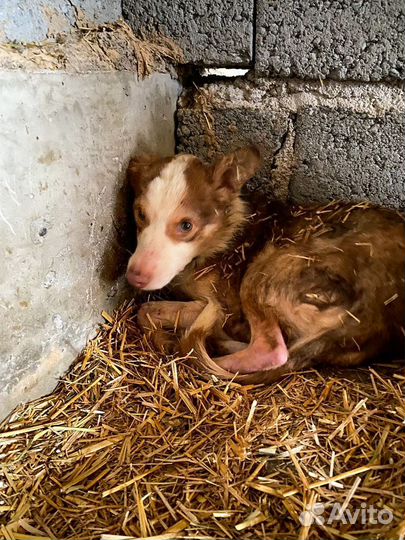 Маленькая собака в дар
