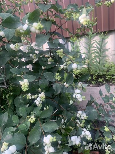 Снежноягодник