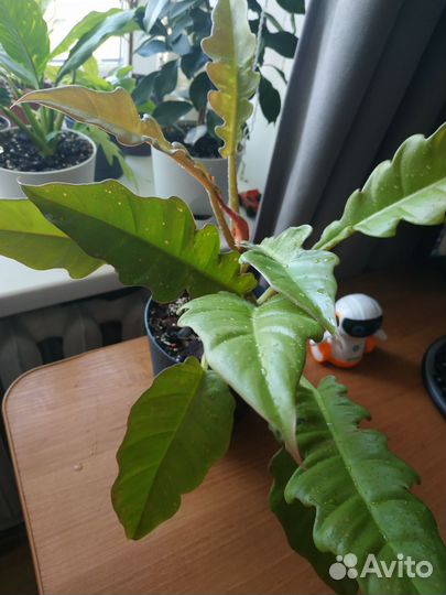 Филодендрон голден крокодил