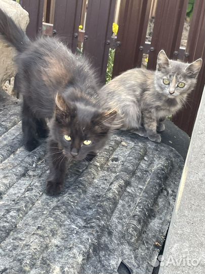 Котенок в дар бесплатно