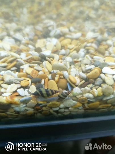 Улитки хелены