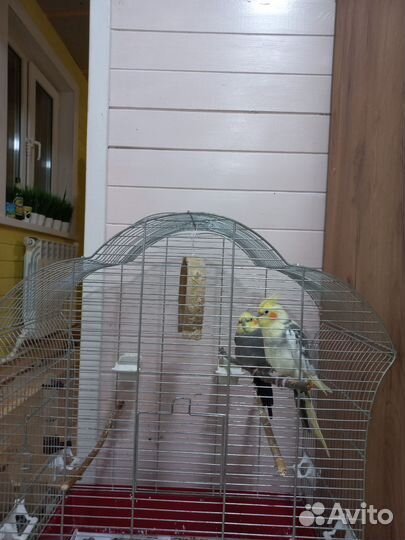Попугай корелла