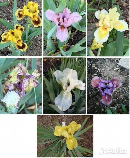 Многолетники для сада