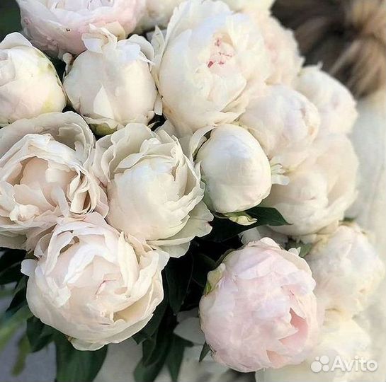 Пионы Букет пионов