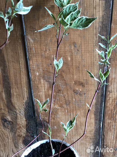 Дерен белый