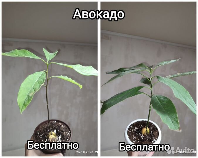 Замиокулькас, Пеперомия, Фиалка, фикус, Суккуленты