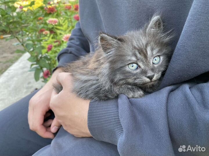 Кошки в добрые руки