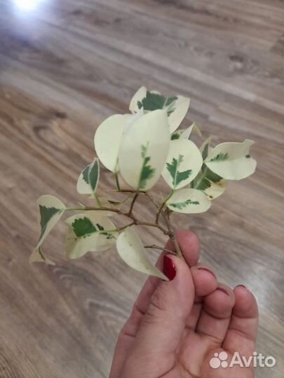 Фикус Де Гантель