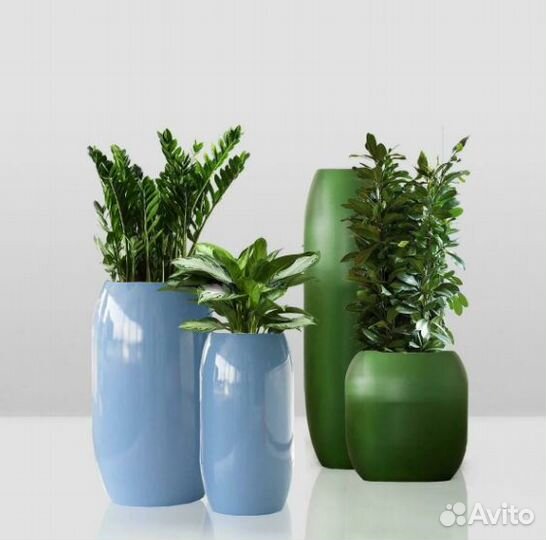 Растения кашпо горшки