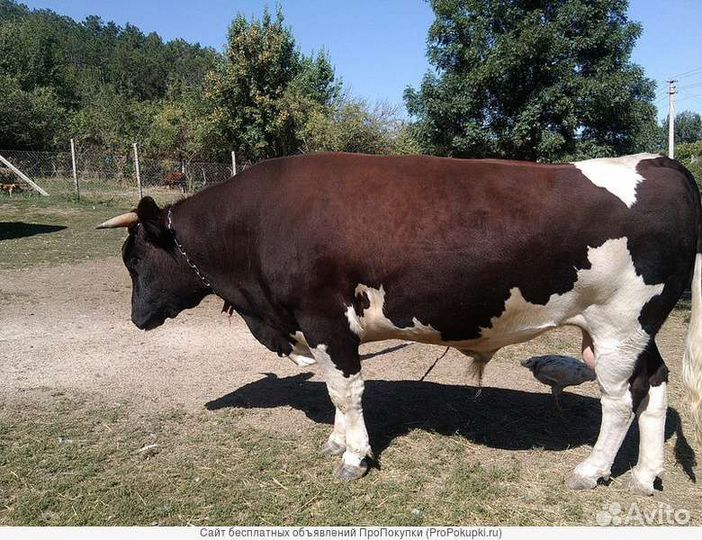 Быки на племя