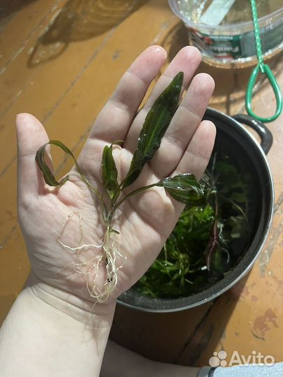 Аквариумные растения водоросли