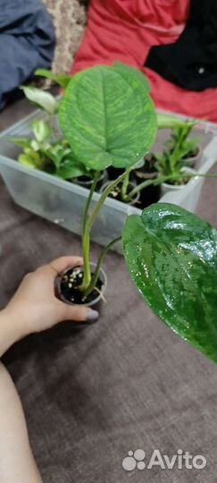 Сингониум макрофиллум