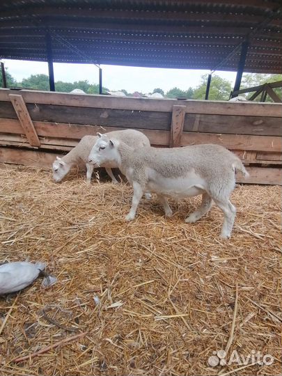 Ярки и баранчики белоголового дорпера