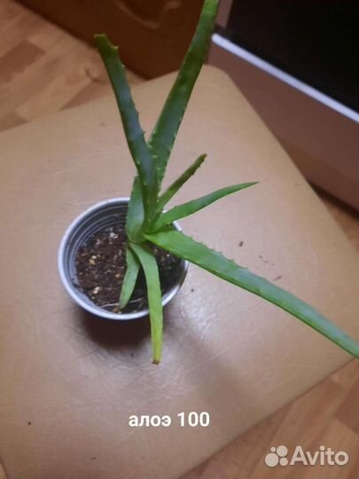 Цветы.Алоэ