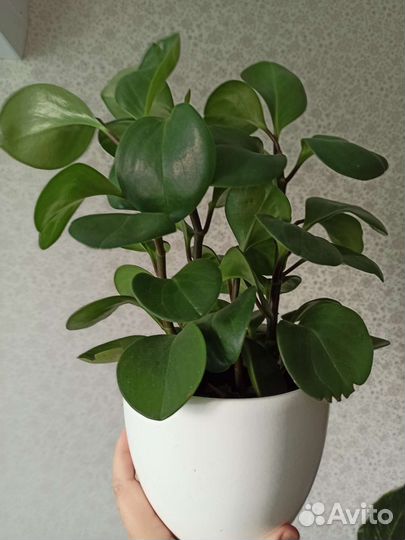 Комнатные растения